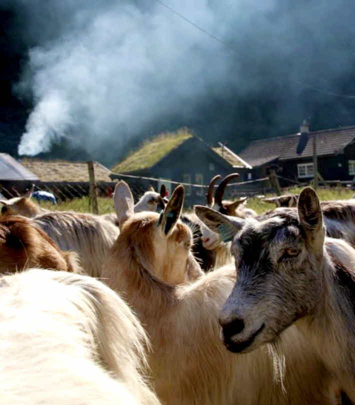 Las cabras bajo la luz del sol frente a una granja en Flåmsdalen