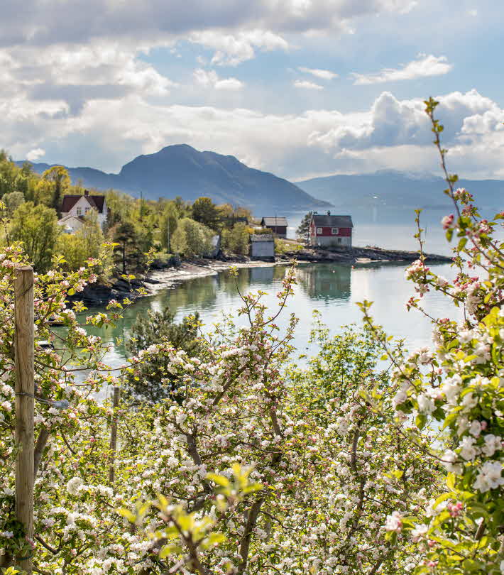 Blick auf Häuser in einer Bucht des Hardangerfjords durch blühende Apfelbäume hindurch