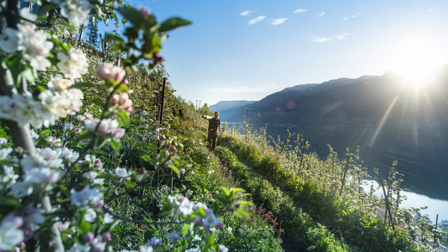 Ein Apfelbauer läuft bei Sonnenaufgang durch eine Apfelplantage am blühenden Hardangerfjord und blickt auf den ruhigen Fjord