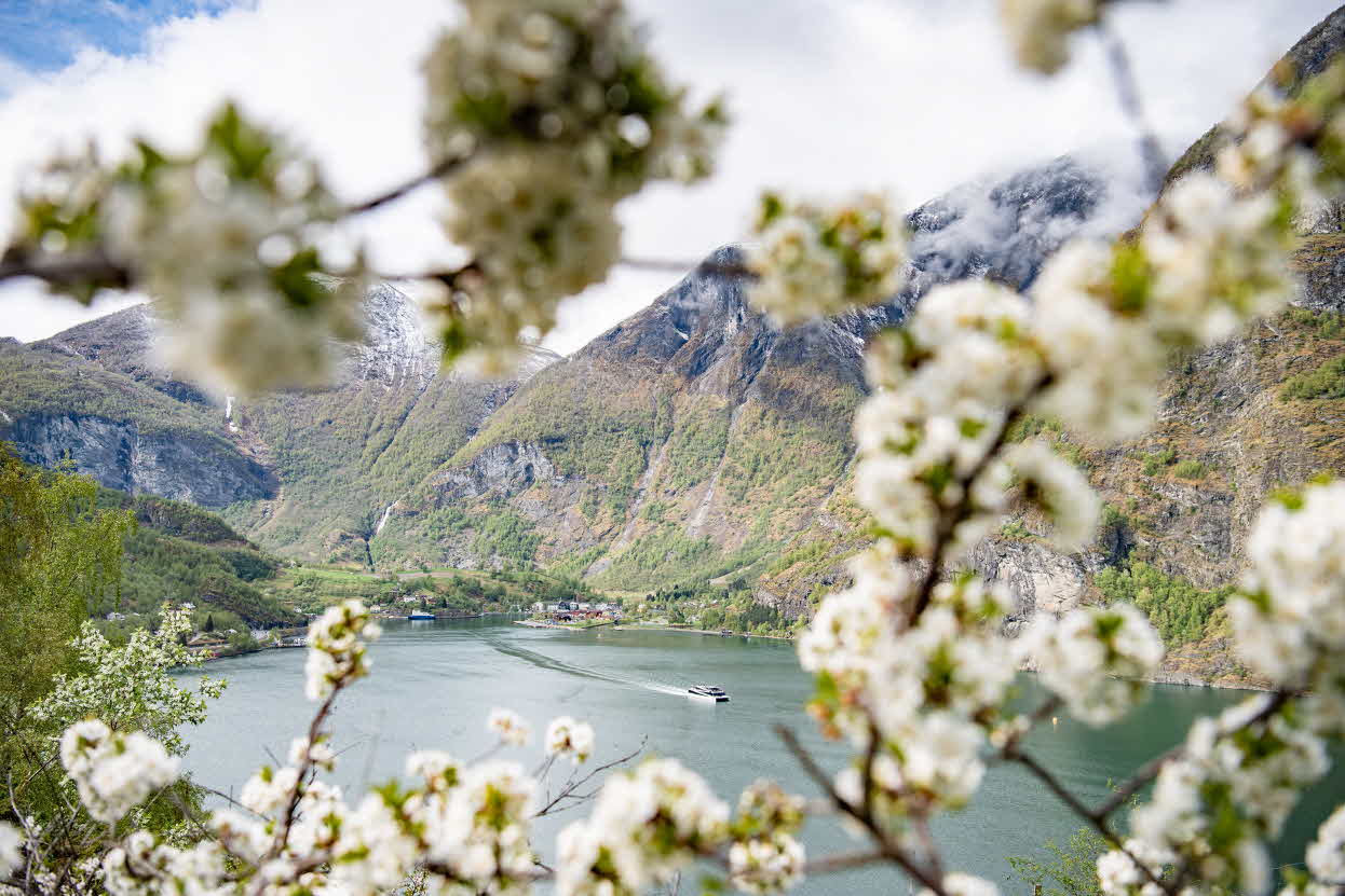 En båt kjører ut fra Flåm på Aurlandsfjorden sett mellom fruktblomster på Otternes