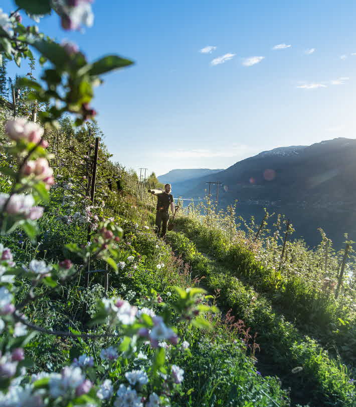 ハルダンゲルフィヨルド(Hardangerfjord)の早朝の日の出、咲き誇るリンゴの木を見渡す農夫